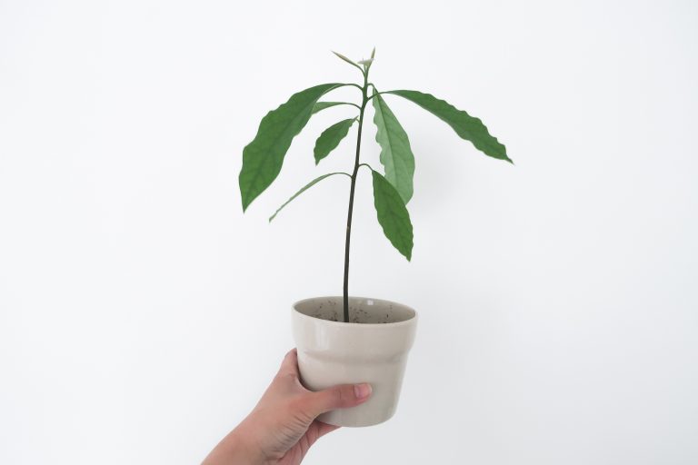 Avocadoplant